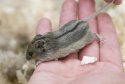 Southern Birch Mouse