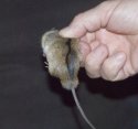 Striped Field Mouse