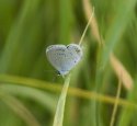 Short Tailed Blue