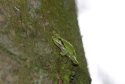 Tree Frog
