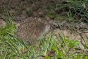 White Bellied Hedgehog