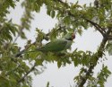  Alexandrine Parakeet 