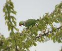  Alexandrine Parakeet 