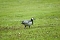 Barnacle Goose