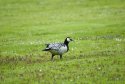 Barnacle Goose