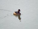 Black Necked Grebe 