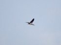 Black Stork 