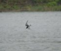 Black tern 