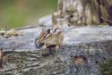 Siberian Chipmunk 