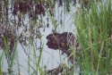 Coypu 