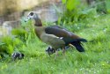  Egyptian Goose 