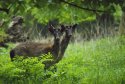 Fallow Deer