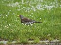 Fieldfare