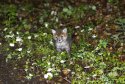  Red Fox Cub