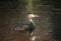 Great Crested Grebe 