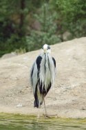 Grey Heron