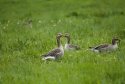 Greylag Goose 