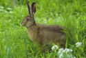 Brown hare 