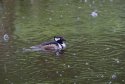 Hooded Merganser 