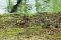 Mandarin Duck 