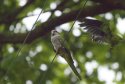 Monk Parakeet 