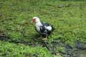 Muscovy Duck 