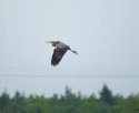 Purple Heron