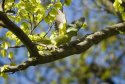 Ring Necked Parakeet 