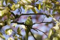  Ring Necked Parakeet 