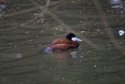 Ruddy Duck 