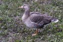 White Fronted Goose 