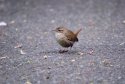 Wren