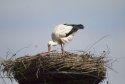 White Stork 