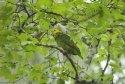 Yellow Fronted Amazon 