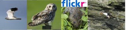 Flickr Gallery