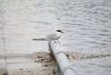 Artic Tern