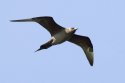 Artic Skua