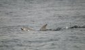 Bottlenosed Dolphin