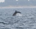 Bottlenosed Dolphin