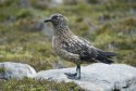 Bonxie