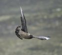 Bonxie