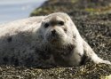 Bearded Seal