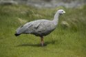 Cape Barren Goose
