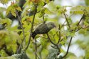 Crossbill