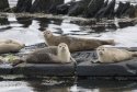 Common Seal