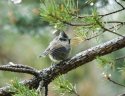 Crested Tit