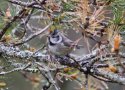 Crested Tit