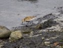 Dunlin