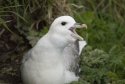 Fulmar