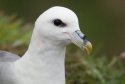 Fulmar
